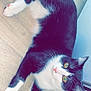 cat, black_and_white, yellow_eyes, fur, whiskers, floor, wooden_floor, baseboard, pet, animal, indoor, curious, relaxed, paw, close_up, portrait, feline, laying_down, domestic_cat, cute