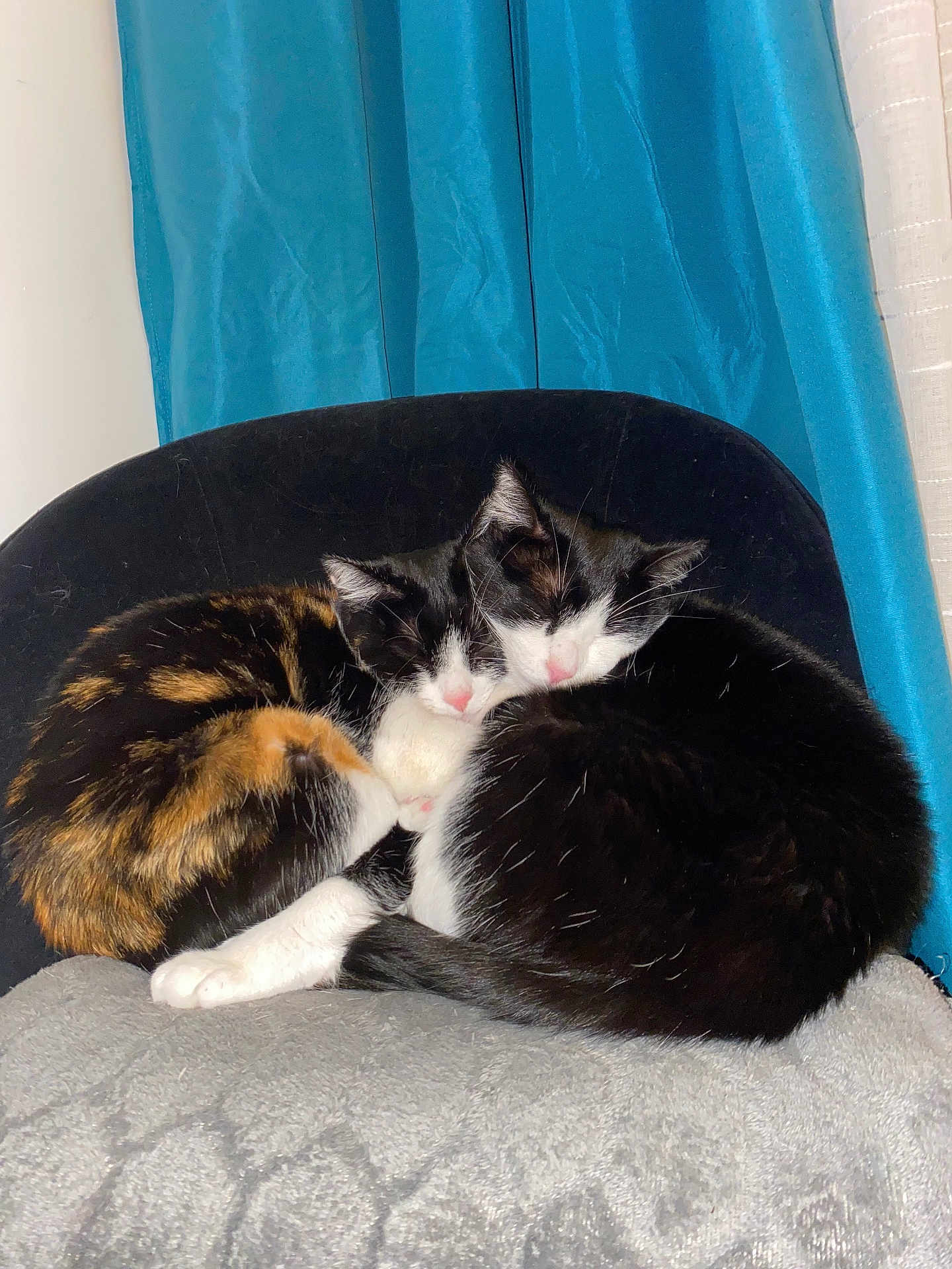 Simba Et Fifille