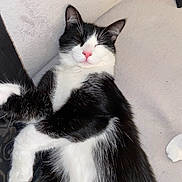 Simba Et Fifille a rejoint le concours — aidez-le/la à gagner de superbes lots ! cat, black_and_white, sleeping, lying_down, pet, feline, whiskers, close_up, soft_fur, pink_nose, relaxed, domestic_cat, indoor, cozy, resting, animal, cute, fluffy, sleep, peaceful