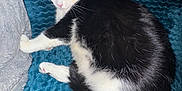 Simba Et Fifille participe au concours pour gagner de l'argent avec cette photo : cat, black_and_white, sleeping, resting, pet, feline, cozy, blanket, blue, fur, whiskers, paw, indoor, close_up, relaxation, cute, animal, soft, comfort, domestic