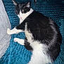 cat, black_and_white, sleeping, resting, pet, feline, cozy, blanket, blue, fur, whiskers, paw, indoor, close_up, relaxation, cute, animal, soft, comfort, domestic