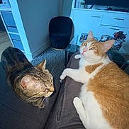 Zola Et Baguera participe au concours pour gagner de l'argent avec cette photo : cat, indoor, furniture, living_room, table, chair, person, lap, pet, curious, orange_cat, tabby_cat, carpet, glass_table, cans, container, scissors, electronics, television, relaxed