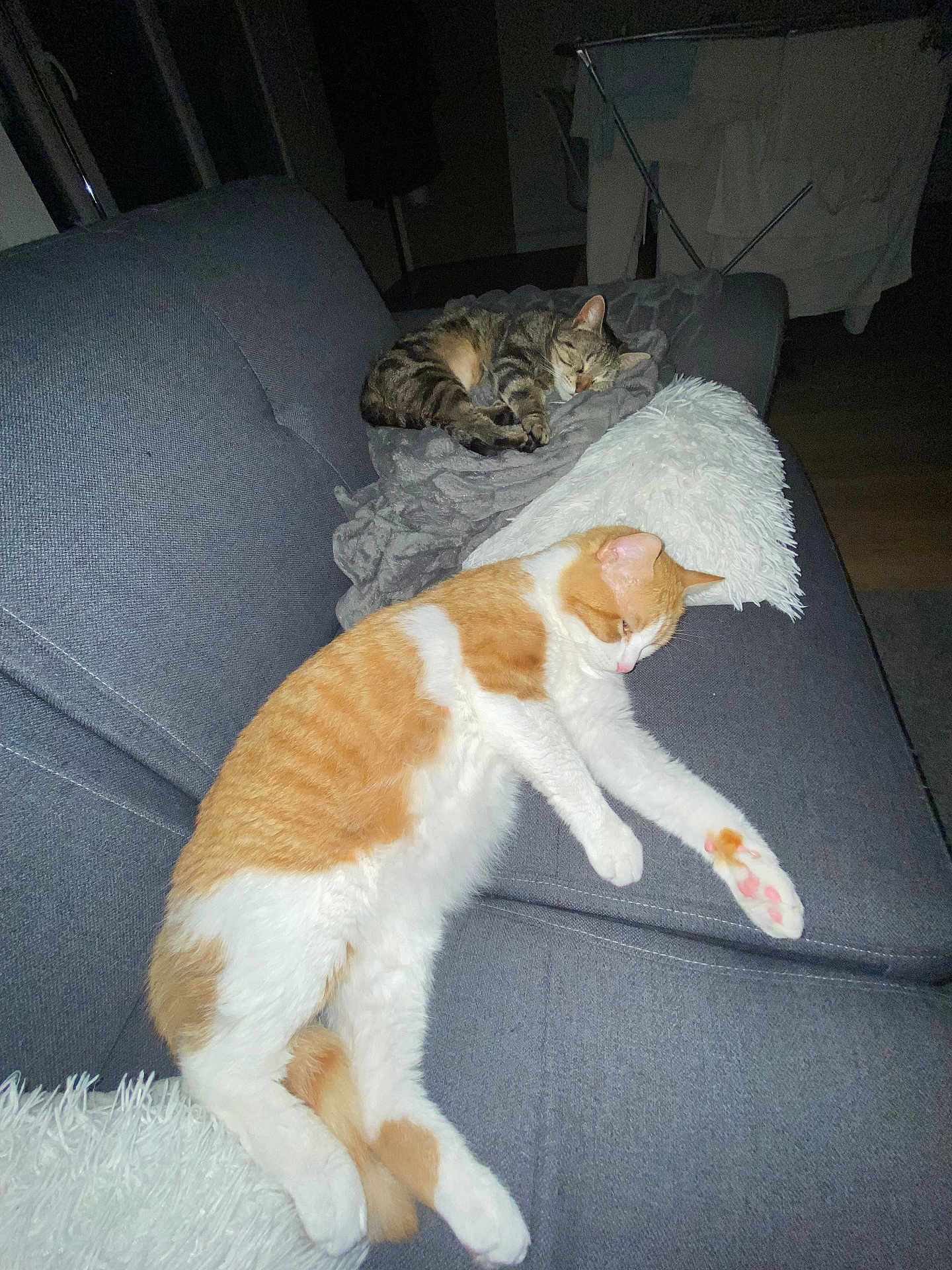 Zola Et Baguera a rejoint le concours — aidez-le/la à gagner de superbes lots ! cat, orange_cat, tabby_cat, sleeping, couch, blanket, indoor, pet, feline, resting, cozy, fur, animal, domestic_animal, living_room, pillow, gray_couch, relaxation, night, home
