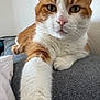 Zola Et Baguera participe au concours pour gagner de l'argent avec cette photo : cat, ginger_cat, white_cat, pet, paw, close_up, indoor, feline, relaxed, cute, fur, whiskers, animal, domestic_animal, resting, stretching, face, nose, soft, cozy