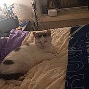 Sinbàd joined the competition — help win amazing prizes! bed, black_spots, blanket, blinds, cat, cords, cozy, feline, home, indoor, lamp, nightstand, pet, pillows, quiet, relaxing, resting, soft_texture, white_cat, window