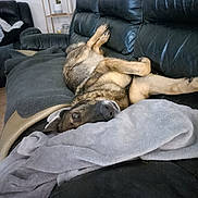Ouchka participe au concours pour gagner de l'argent avec cette photo : animal, blanket, canine, carpet, comfortable, couch, cozy, cute, dog, domestic, fur, furniture, home, indoor, leather, living_room, pet, relaxed, resting, upside_down