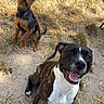 dog, dogs, brindle_dog, terrier, puppy, pet, animal, outdoor, grass, dry_grass, fallen_leaves, dirt, park, sitting, standing, open_mouth, happy, portrait, canine, natural_light