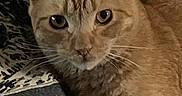 Ginger joined the competition — help win amazing prizes! cat, ginger_cat, close_up, animal, pet, feline, whiskers, ears, eyes, fur, resting, indoor, patterned_fabric, curious, calm, mammal, portrait, domestic_cat, face, looking