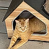 Ginger is registered to the contest to win money with this photo: cat, orange_tabby, wooden_cat_house, stretching, pet, animal, indoor, floor, tile, relaxed, feline, cute, cozy, resting, home, house, paw, ears, whiskers, fur