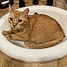 Ginger is registered to the contest to win money with this photo: cat, ginger_cat, sink, bathroom, faucet, marble_countertop, tile_floor, pet, curled_up, animal, domestic_cat, whiskers, ears, yellow_eyes, relaxed, indoor, close_up, fur, cute, resting