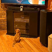 Ginger is registered to the contest to win money with this photo: cat, orange_cat, wooden_floor, television, tv_screen, entertainment_center, brick_wall, speaker, electronics, home_interior, curious, pet, indoor, flooring, technology, screen, couch, black_furniture, animal, living_room