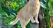 Ginger joined the competition — help win amazing prizes! animal, balanced, cat, curious, daylight, ears, fence, foliage, greenery, mammal, nature, orange_cat, outdoor, pet, plants, sunlight, tabby, tropical, whiskers, wooden_post