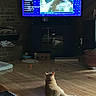 Ginger is registered to the contest to win money with this photo: cat, orange_cat, wooden_floor, television, tv_screen, race, dirt_bike, brick_wall, cat_toys, reflection, living_room, pet, indoor, relaxed, animal, screen, feline, home, floor, entertainment