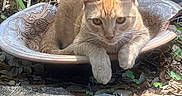 Ginger joined the competition — help win amazing prizes! cat, orange_cat, animal, pet, bowl, outdoor, nature, plants, greenery, sunlight, shadow, curious, relaxed, feline, whiskers, ears, paws, garden, stone, decorative