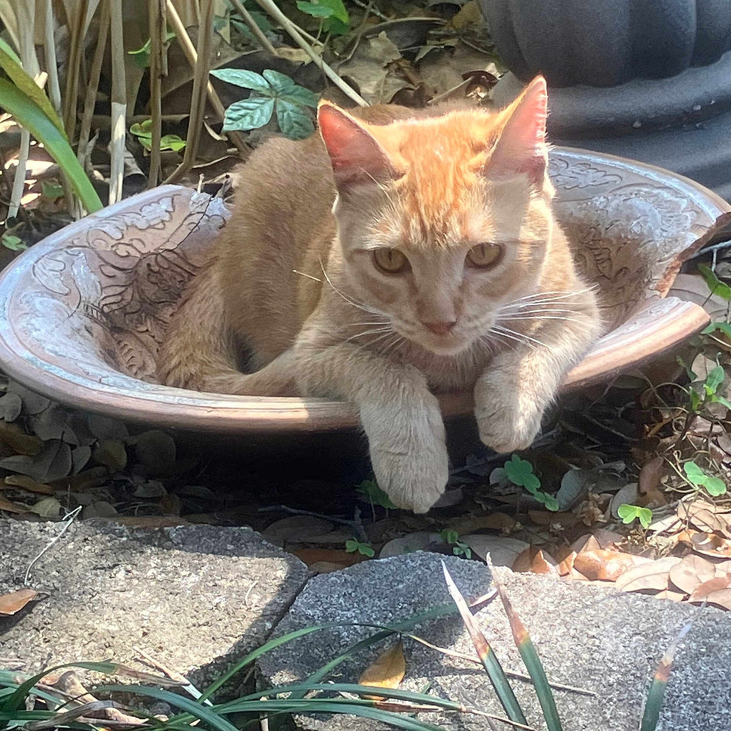 Ginger