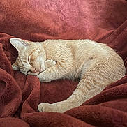 Ginger is registered to the contest to win money with this photo: cat, sleeping, ginger_cat, blanket, cozy, indoor, pet, fur, resting, cute, animal, relaxed, soft_texture, warm_colors, domestic_cat, feline, nap, comfort, curled_up, peaceful