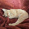 cat, sleeping, ginger_cat, blanket, cozy, indoor, pet, fur, resting, cute, animal, relaxed, soft_texture, warm_colors, domestic_cat, feline, nap, comfort, curled_up, peaceful