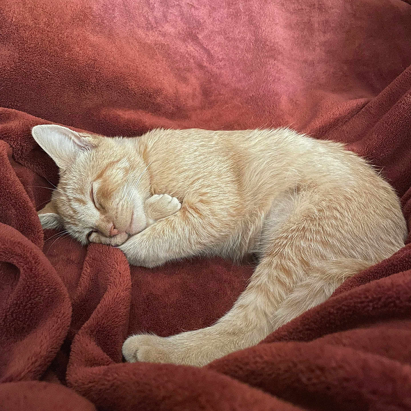 Ginger