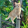 Ginger joined the competition — help win amazing prizes! cat, ginger_cat, animal, pet, outdoor, garden, greenery, wooden_post, plant, leaf, nature, feline, curious, alert, daylight, fur, whiskers, tail, tree, sunlight