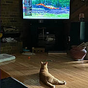 Ginger is registered to the contest to win money with this photo: cat, indoor, wooden_floor, television, motocross, race, orange_cat, pet, living_room, brick_wall, dim_light, furniture, household_items, toy, screen, animal, relaxing, floor, watching, cozy
