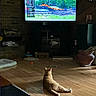 cat, indoor, wooden_floor, television, motocross, race, orange_cat, pet, living_room, brick_wall, dim_light, furniture, household_items, toy, screen, animal, relaxing, floor, watching, cozy