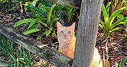 Ginger joined the competition — help win amazing prizes! animal, cat, curious, daylight, fence_post, garden, grass, greenery, leaves, nature, orange_cat, outdoor, pet, plants, sun_dappled, sunlight, tabby, wide_eyes, wood, wooden_fence