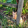 Ginger joined the competition — help win amazing prizes! animal, cat, curious, daylight, fence_post, garden, grass, greenery, leaves, nature, orange_cat, outdoor, pet, plants, sun_dappled, sunlight, tabby, wide_eyes, wood, wooden_fence