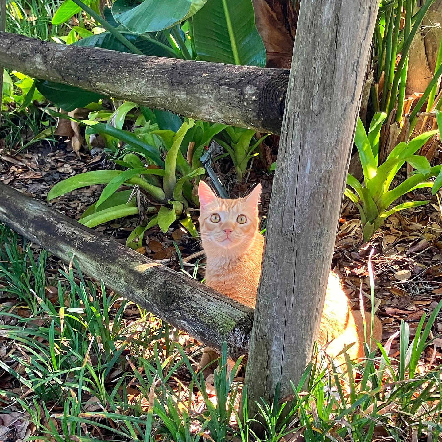 Ginger