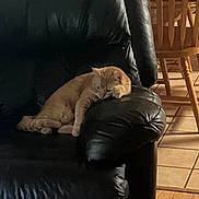 Ginger joined the competition — help win amazing prizes! cat, ginger_cat, sleeping, sleepy, pet, animal, feline, leather_chair, chair, furniture, indoor, home, living_room, dining_area, wooden_furniture, tile_floor, warm_lighting, cozy, relaxed, portrait