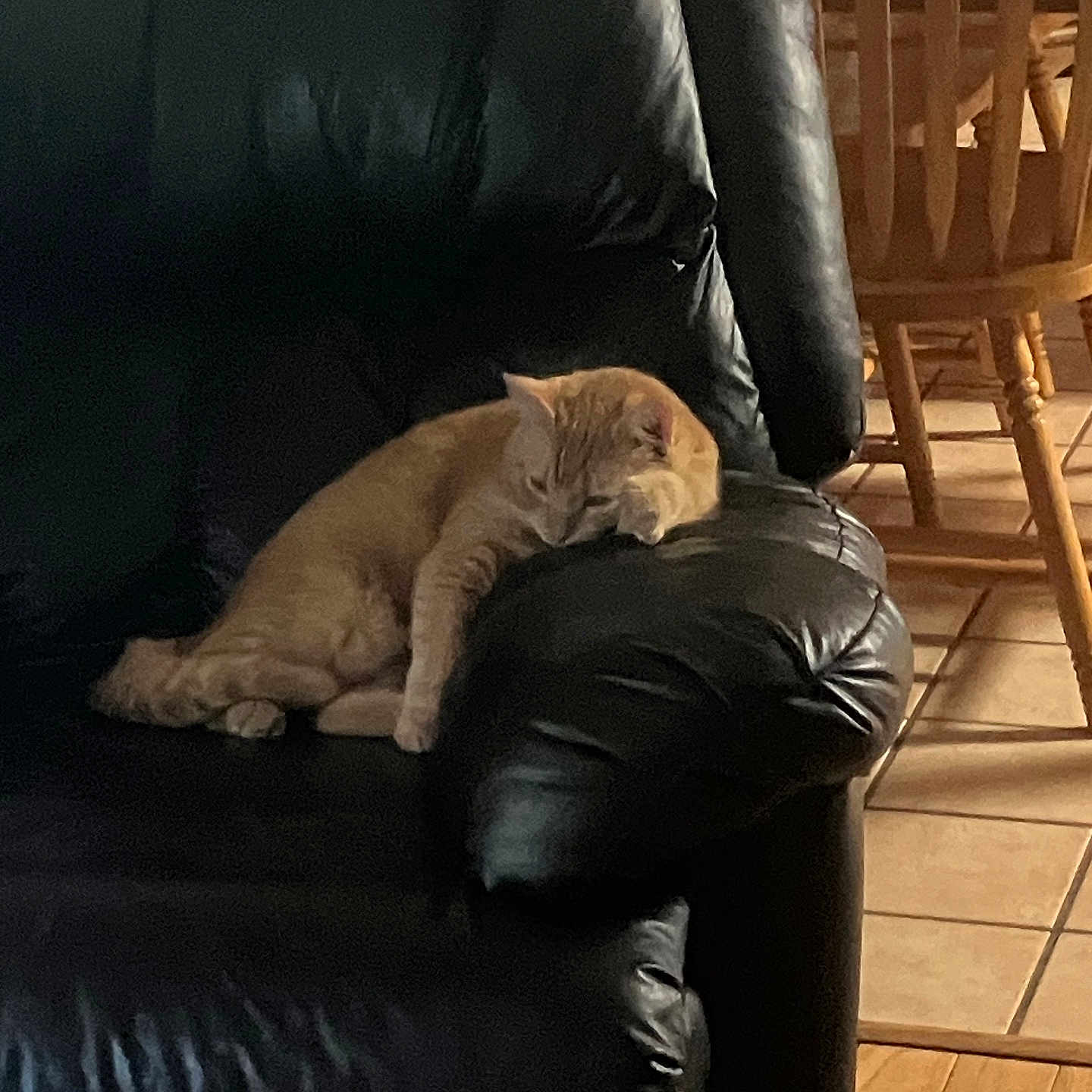 Ginger