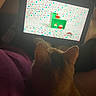 Ginger is registered to the contest to win money with this photo: cat, ipad, screen, cupcakes, mouse_figure, colorful, confetti_pattern, indoor, technology, pet, watching, animal, digital, curiosity, bright, patterned_background, closeup, feline, human_arm, relaxing