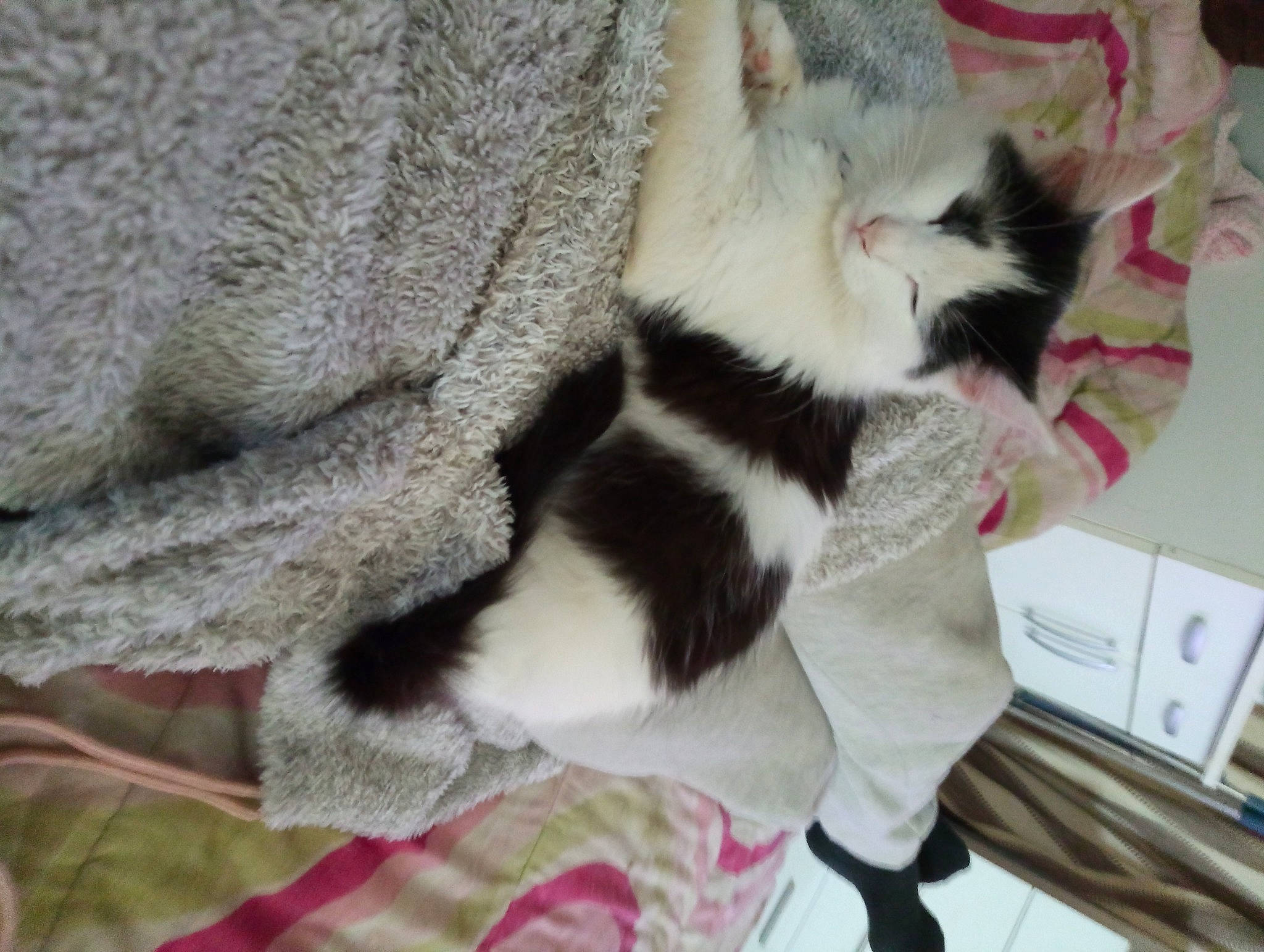 Leylo participe au concours pour gagner de l'argent avec cette photo : canidae, carnivore, cat, cat_supply, claw, comfort, companion_dog, dog_breed, domestic_short_haired_cat, fang, fawn, felidae, foot, fur, nap, paw, small_to_medium_sized_cats, snout, tail, whiskers