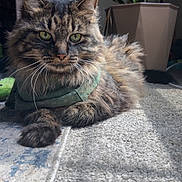 Rhea Morrison is registered to the contest to win money with this photo: animal, carpet, cat, cozy, ears, eyes, feline, fluffy, fur, green_scarf, home, indoor, laying_down, pet, plant, potted_plant, relaxed, sunlight, tabby, whiskers
