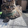 animal, carpet, cat, cozy, ears, eyes, feline, fluffy, fur, green_scarf, home, indoor, laying_down, pet, plant, potted_plant, relaxed, sunlight, tabby, whiskers