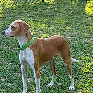 Scout is registered to the contest to win money with this photo: dog, canine, green_collar, brown_and_white, grass, outdoor, fence, alert, pet, animal, side_view, sunlight, nature, park, standing, mammal, domestic_animal, daylight, ears, tail