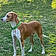 Scout