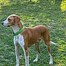 dog, canine, green_collar, brown_and_white, grass, outdoor, fence, alert, pet, animal, side_view, sunlight, nature, park, standing, mammal, domestic_animal, daylight, ears, tail