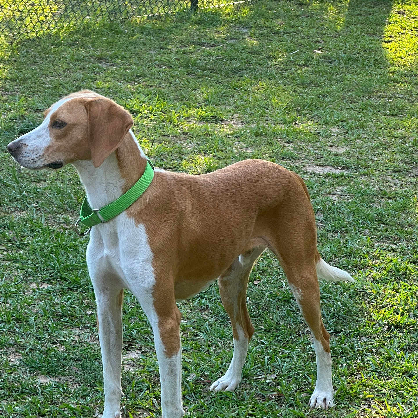 Scout is registered to the contest to win money with this photo: dog, canine, green_collar, brown_and_white, grass, outdoor, fence, alert, pet, animal, side_view, sunlight, nature, park, standing, mammal, domestic_animal, daylight, ears, tail