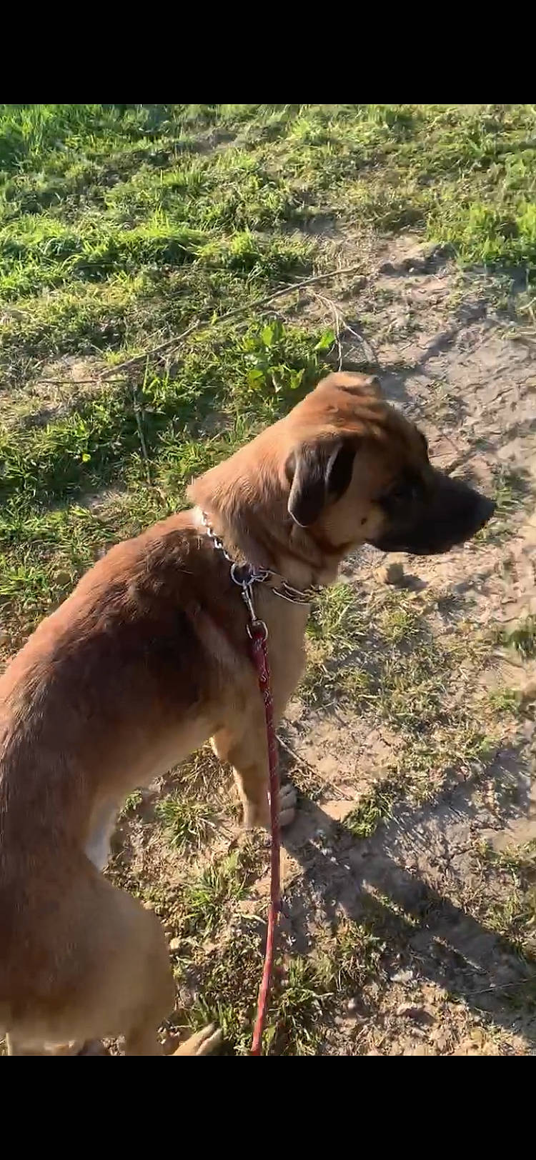 Wolf a rejoint le concours — aidez-le/la à gagner de superbes lots ! black_mouth_cur, boxer, bullmastiff, canidae, carnivore, dog, dog_breed, fawn, mammal, mountain_cur, tosa, vertebrate