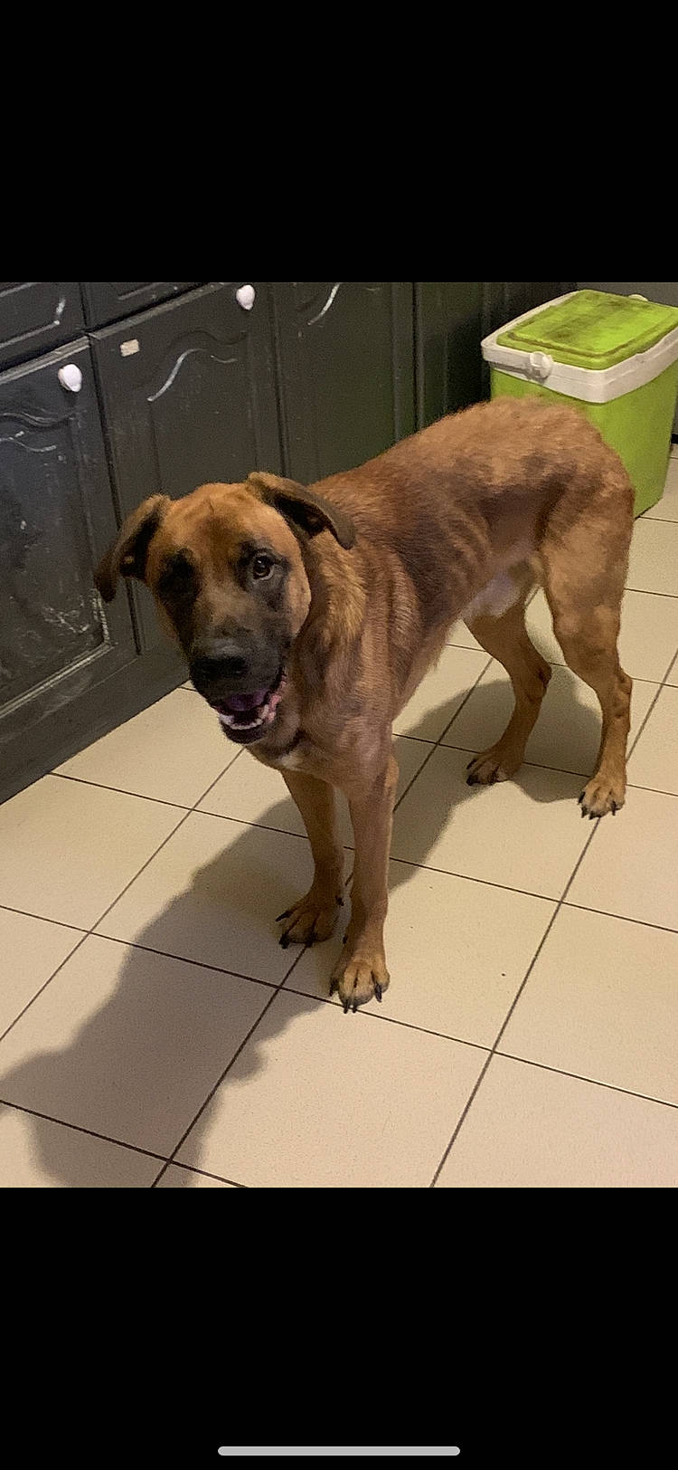 Wolf a rejoint le concours — aidez-le/la à gagner de superbes lots ! black_mouth_cur, boerboel, canidae, carnivore, dog, dog_breed, fawn, fila_brasileiro, mammal, perro_de_presa_mallorquin, snout, sporting_group, vertebrate, working_dog