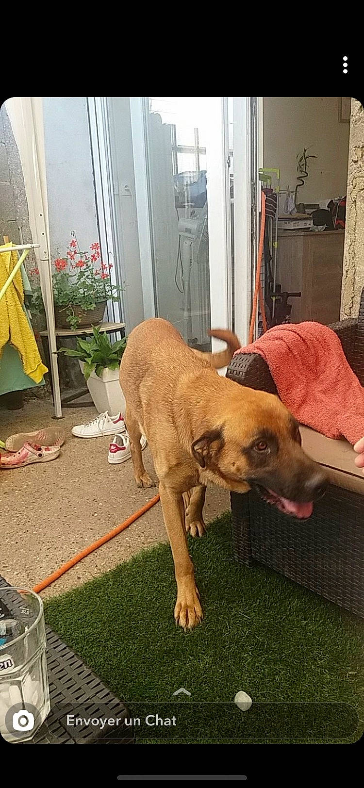 Wolf participe au concours pour gagner de l'argent avec cette photo : black_mouth_cur, boerboel, boxer, broholmer, bullmastiff, canidae, carnivore, dog, dog_breed, fawn, fila_brasileiro, great_dane, guard_dog, mammal, sporting_group, tosa, vertebrate