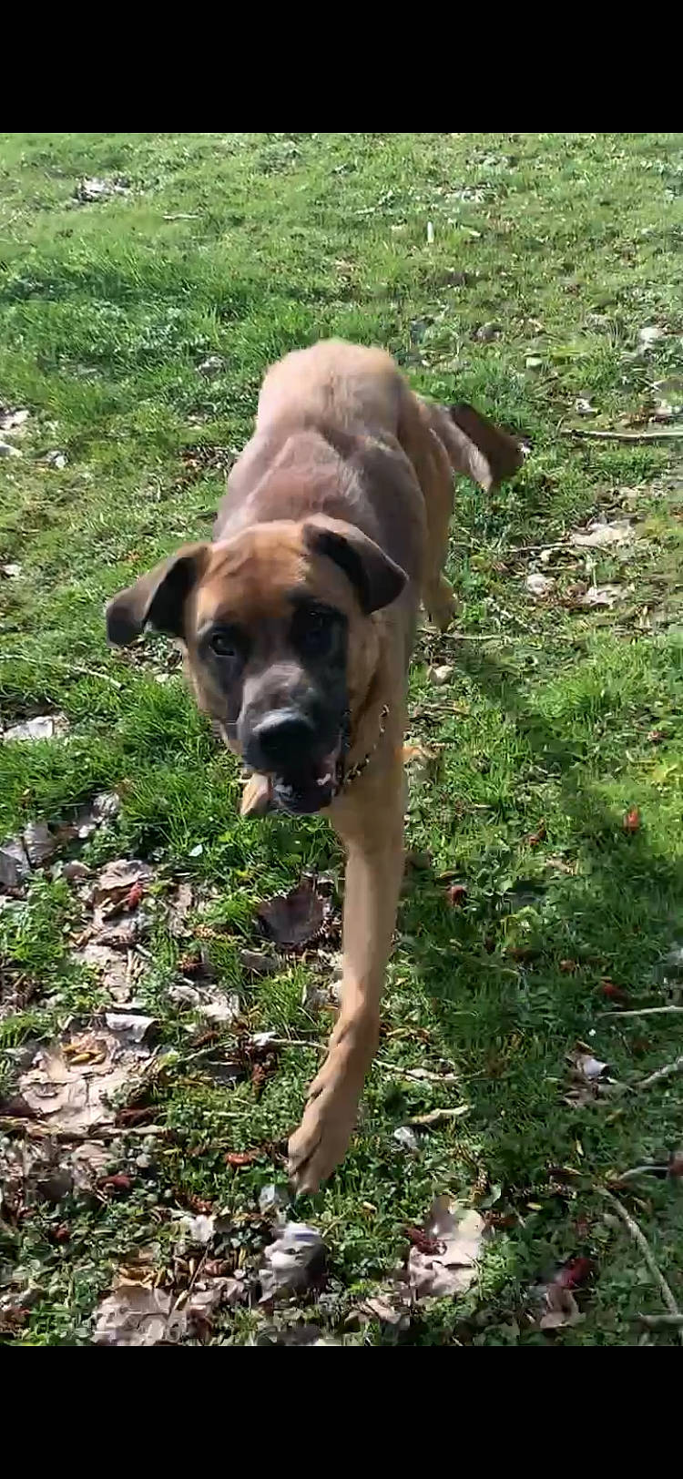 Wolf participe au concours pour gagner de l'argent avec cette photo : black_mouth_cur, boerboel, boxer, bullmastiff, canidae, carnivore, dog, dog_breed, fawn, fila_brasileiro, mammal, molosser, rare_breed_dog, sporting_group, tosa, vertebrate, working_dog