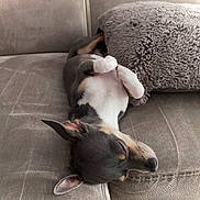 Uno a rejoint le concours — aidez-le/la à gagner de superbes lots ! animal, blanket, canine, cat, couch, cushion, dog, furniture, homedecor, hound, indoors, interiordesign, kitten, livestock, person, pet, pillow, puppy, sheep, sleeping