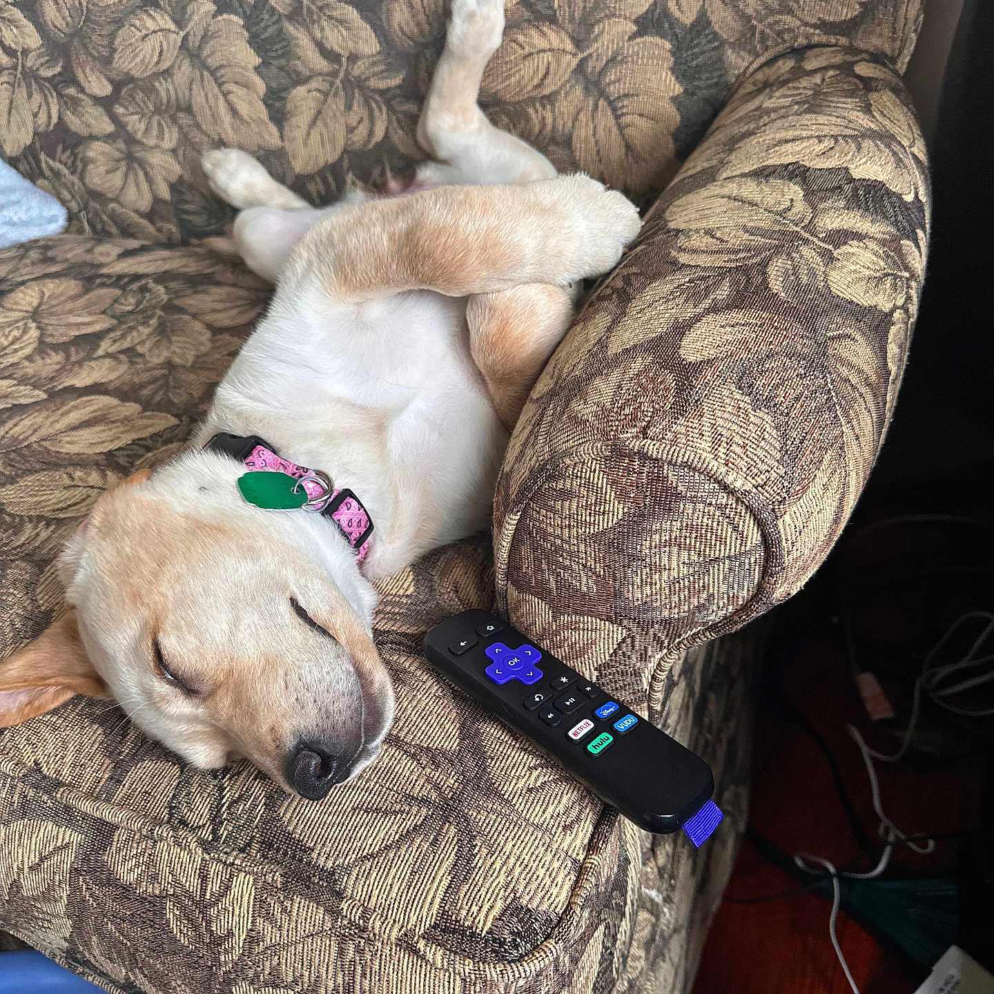 Charlie joined the competition — help win amazing prizes! animal, architecture, armchair, building, canine, chair, couch, dog, electronics, furniture, hound, indoors, interiordesign, labradorretriever, livingroom, person, pet, puppy, remotecontrol, room