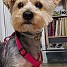 Iris participe au concours pour gagner de l'argent avec cette photo : alert, animal, books, bookshelf, closeup, collar, curious, cute, dog, domestic, ears, floor, fur, household_items, indoor, mammal, pet, pink_harness, portrait, small_dog