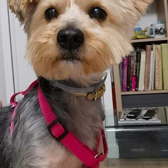 Iris participe au concours pour gagner de l'argent avec cette photo : alert, animal, books, bookshelf, closeup, collar, curious, cute, dog, domestic, ears, floor, fur, household_items, indoor, mammal, pet, pink_harness, portrait, small_dog