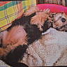 Iris a rejoint le concours — aidez-le/la à gagner de superbes lots ! animal, basket, bed, blanket, colorful, comfort, cozy, cute, dog, fluffy, fur, fur_texture, indoor, pet, pink, plaid, relaxed, resting, sleeping, small_dog
