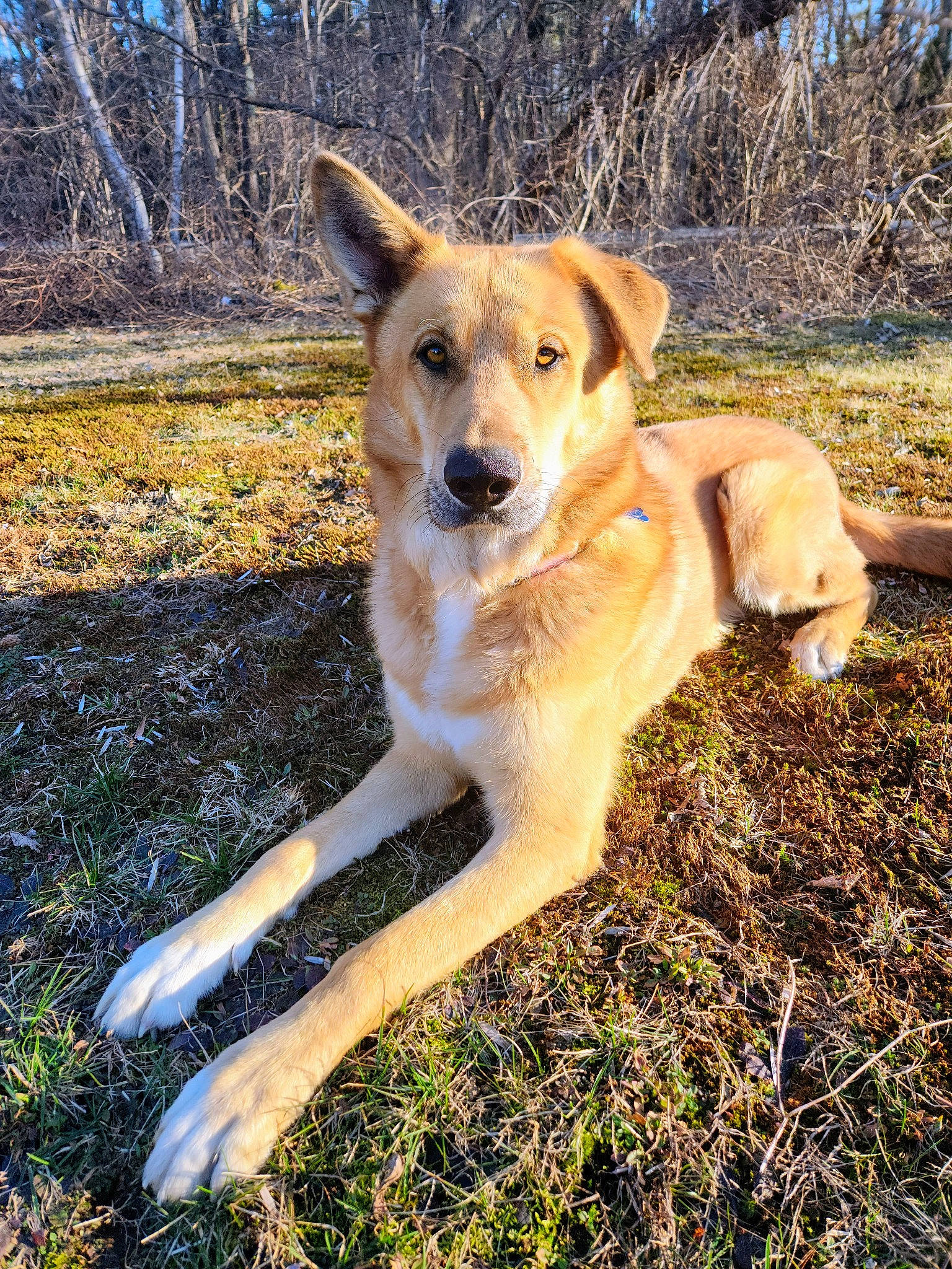 Arlo is registered to the contest to win money with this photo: ancient_dog_breeds, canidae, carnivore, companion_dog, dog, dog_breed, fawn, grass, plant, soil, sporting_group, tail, tree, working_dog