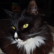 Timon a rejoint le concours — aidez-le/la à gagner de superbes lots ! cat, black_cat, white_fur, yellow_eyes, fluffy, close_up, pet, animal, whiskers, portrait, feline, domestic_cat, sleeping, resting, indoor, cozy, soft_light, dark_background, cute, calm
