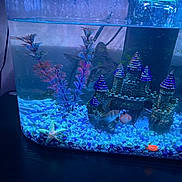 Pepper joined the competition — help win amazing prizes! aquarium, blue_light, castle_decor, cat_face, closeup, curious_cat, decoration, fish, fish_tank, glass, gravel, indoor, pet, purple, reflection, small_fish, starfish, tank_filter, underwater_plants, water